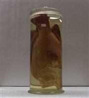 藏品(煙鱠)的圖片